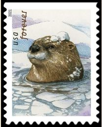 #5648S- Otters in Snow